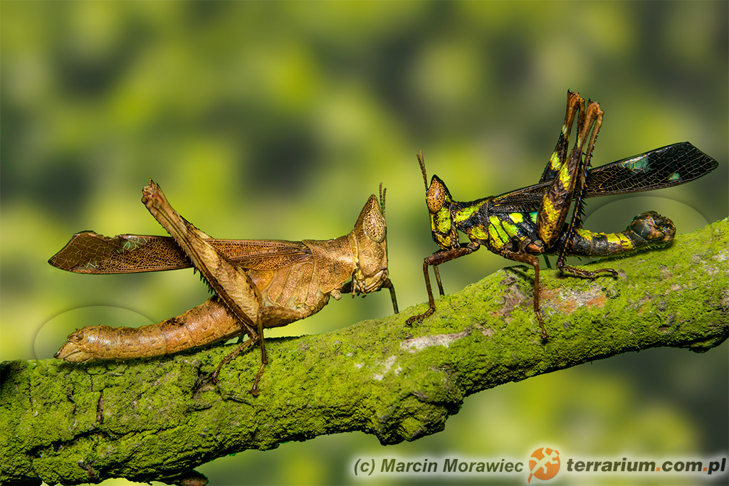 Erianthus versicolor – z lewej strony samica, z prawej samiec