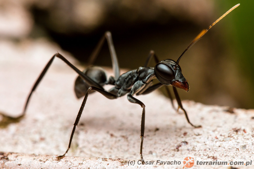 Gigantiops destructor – robotnica