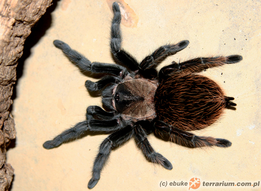 Brachypelma verdezi – ptasznik  – samica
