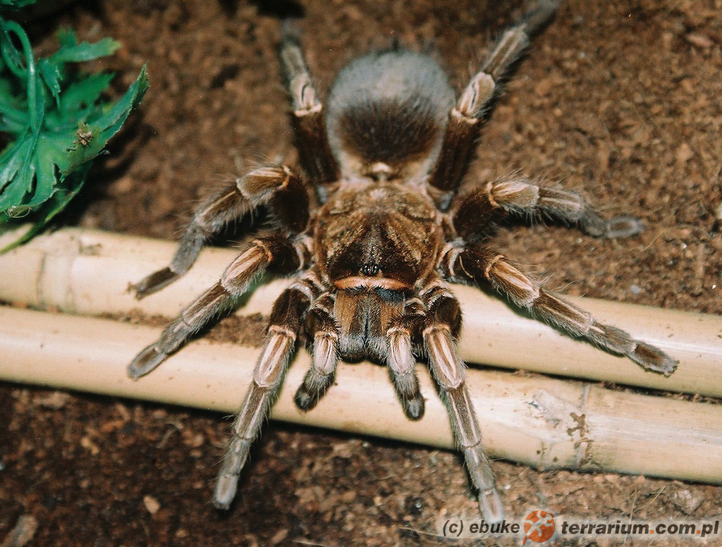 Lasiodorides striatus – ptasznik – samica