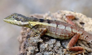 Tropicagama temporalis