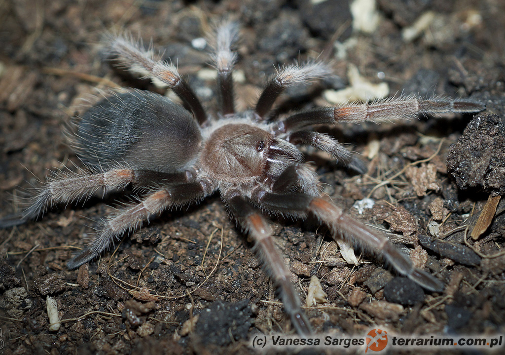 Brachypelma baumgarteni – ptasznik – młoda samica