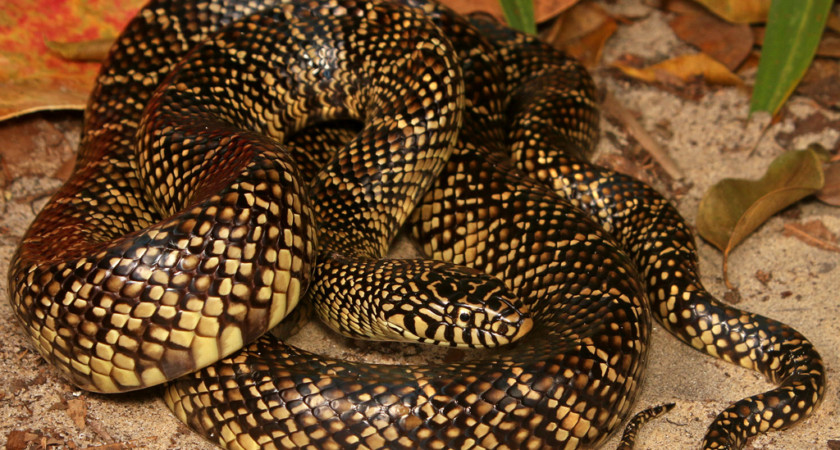 Lampropeltis floridana – lancetogłów florydyjski