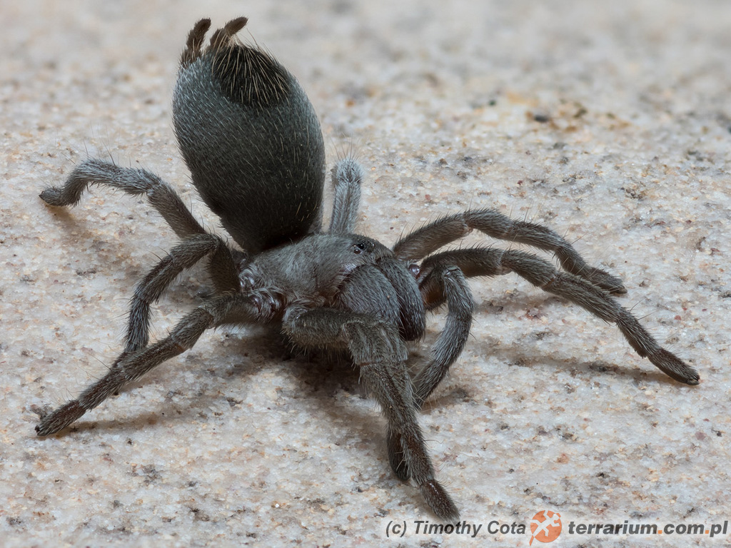 Aphonopelma paloma – ptasznik – samica
