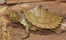 Graptemys spp.