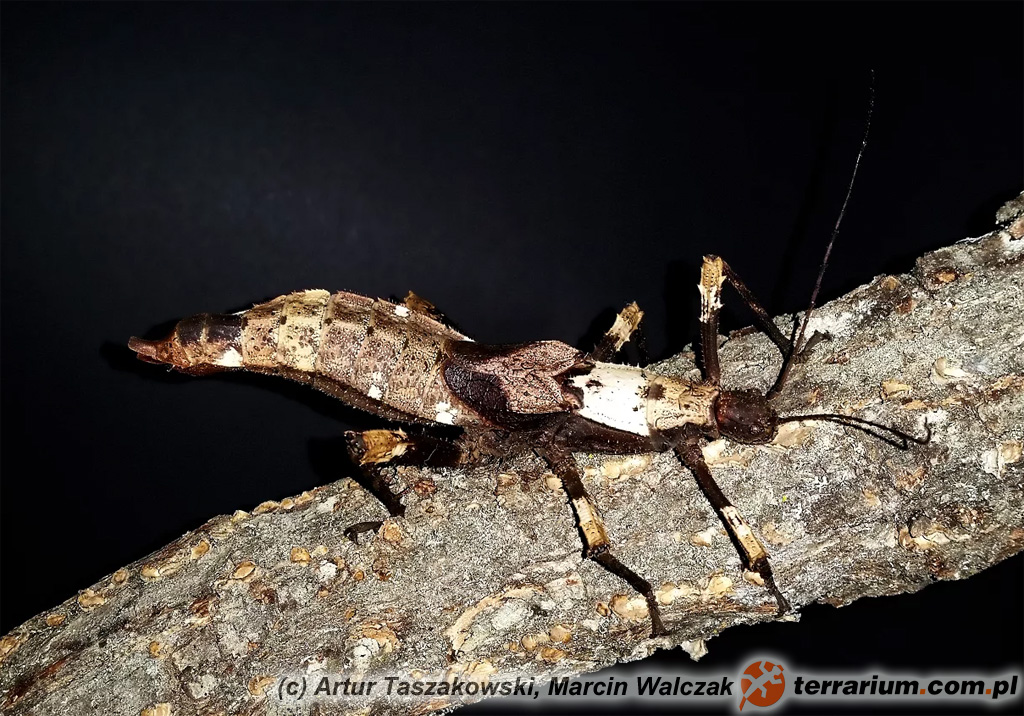 Haaniella saussurei – samica