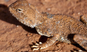 Trapelus mutabilis - agama niebieskogardła*