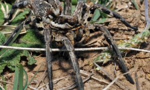 Lycosa tarantula – tarantula włoska