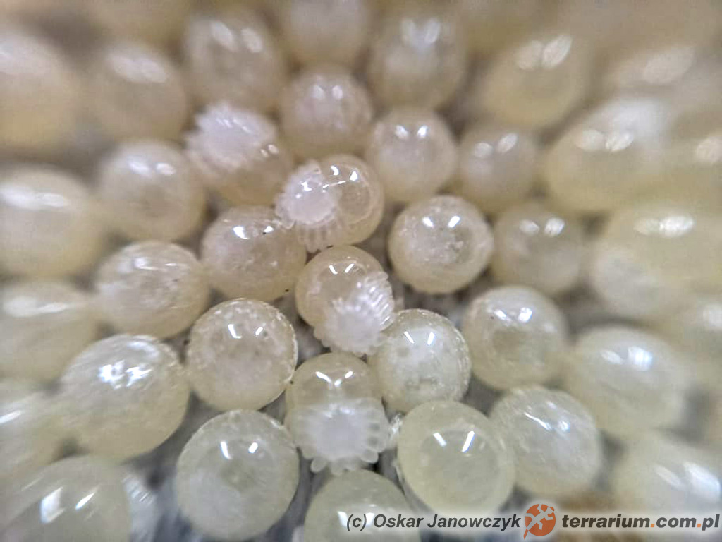 Caribena versicolor – ptasznik