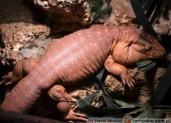 Tupinambis rufescens – teju czerwony