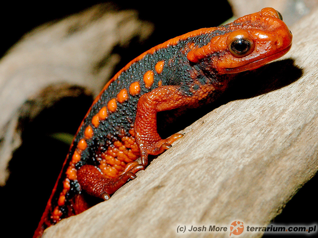 Tylototriton shanjing – traszka mandaryńska