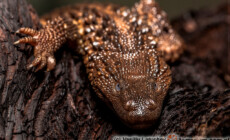 Lanthanotus borneensis – waran głuchy*