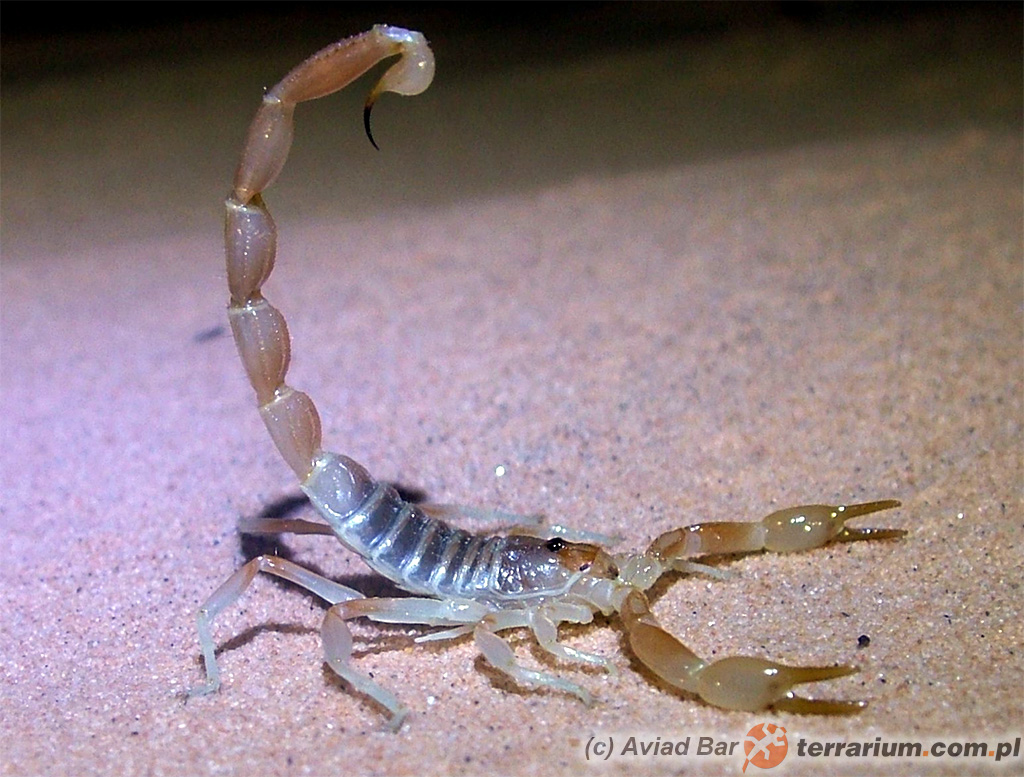 Buthacus leptochelys – skorpion