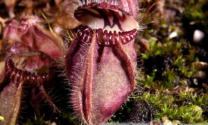 Cephalotus follicularis – cefalotus bukłakowaty