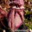 Cephalotus follicularis - cefalotus bukłakowaty