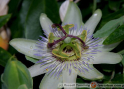 Passiflora caerulea – męczennica błękitna