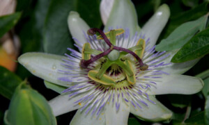 Passiflora caerulea - męczennica błękitna