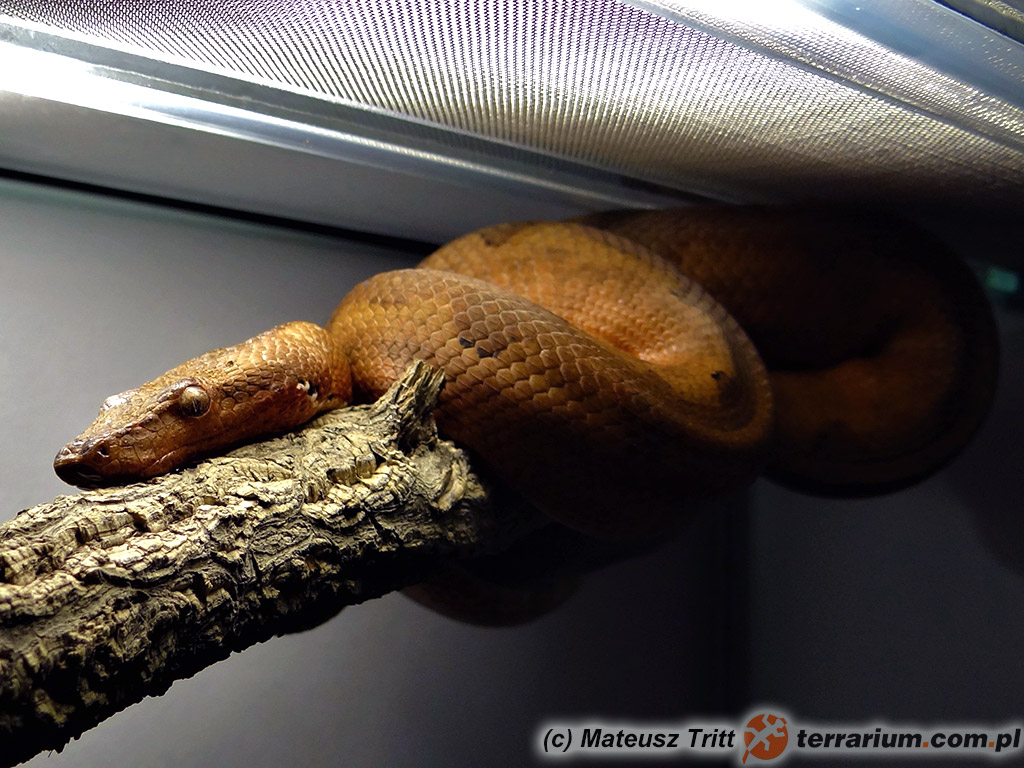 Candoia paulsoni paulsoni – dorosły samiec