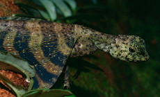 Draco spp. – drako latające, smoki latające