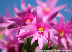 Rhipsalidopsis, Epiphyllum, Schlumbergera – kaktusy bożonarodzeniowe