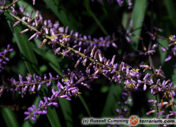 Cordyline – cordyline