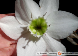 Eucharis amazonica – lilia amazońska
