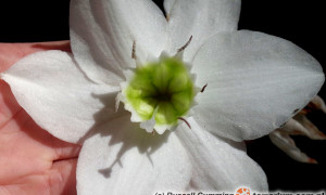 Eucharis amazonica – lilia amazońska