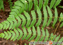 Pteris – orliczka