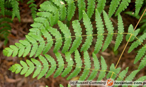 Pteris – orliczka