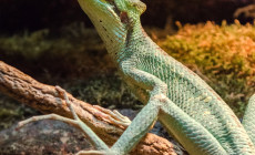 Laemanctus longipes – hełmogwan stożkogłowy