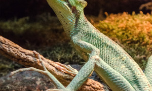 Laemanctus longipes – hełmogwan stożkogłowy