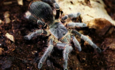 Eupalaestrus weijenberghi – ptasznik