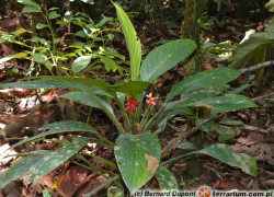 Aglaonema – aglaonema