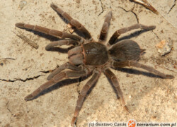 Acanthoscurria suina – ptasznik