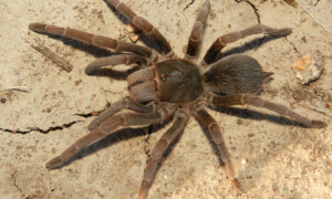 Acanthoscurria suina