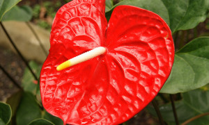 Anthurium – anturium, kitnia