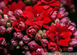 Kalanchoe – kalanchoe