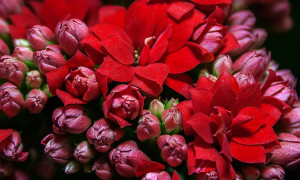 Kalanchoe – kalanchoe