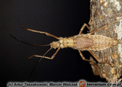 Haaniella scabra – straszyk
