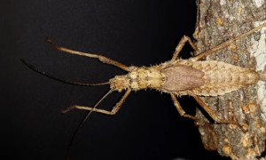 Haaniella scabra – straszyk