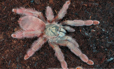 Amazonius elenae – ptasznik