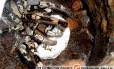Poecilotheria vittata – raport rozmnożeniowy