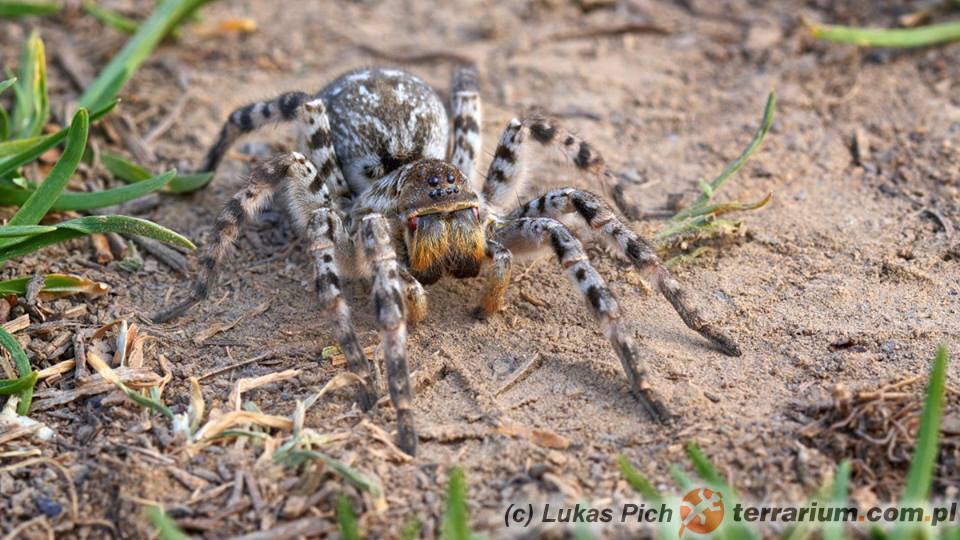 Lycosa singoriensis – tarantula ukraińska