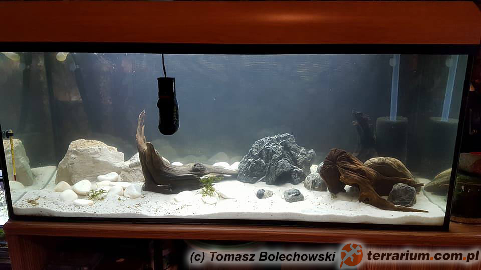 Necturus maculosus – odmieniec amerykański – Akwarium