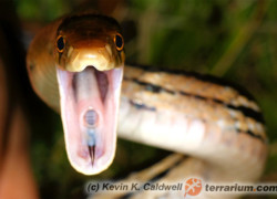 Coelognathus radiatus – wąż hieroglifowy