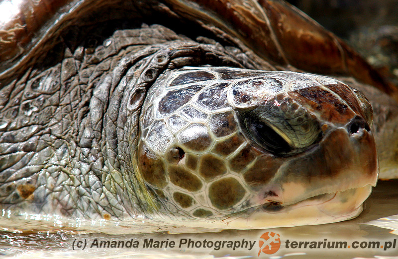 Chelonia mydas - żółw zielony