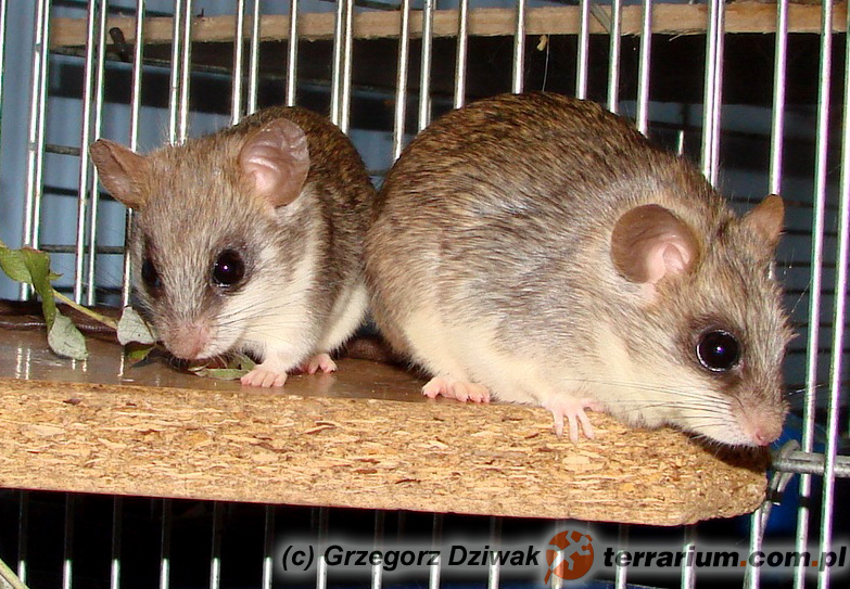 Thallomys nigricauda – akacjoszczur czarnoogonowy