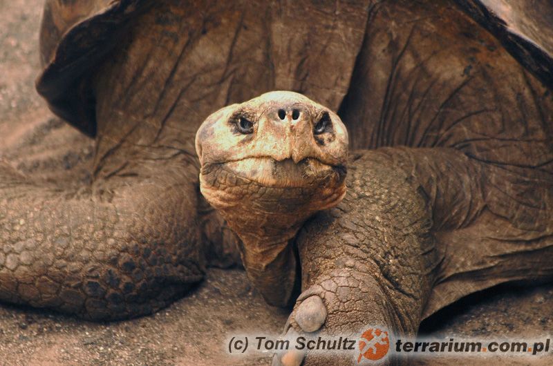 Chelonoidis niger – żółw słoniowy