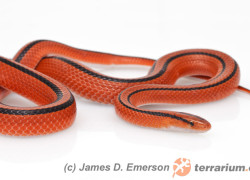 Oreocryptophis porphyraceus – wąż bambusowy