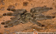 Psalmopoeus cambridgei – ptasznik trynidadzki